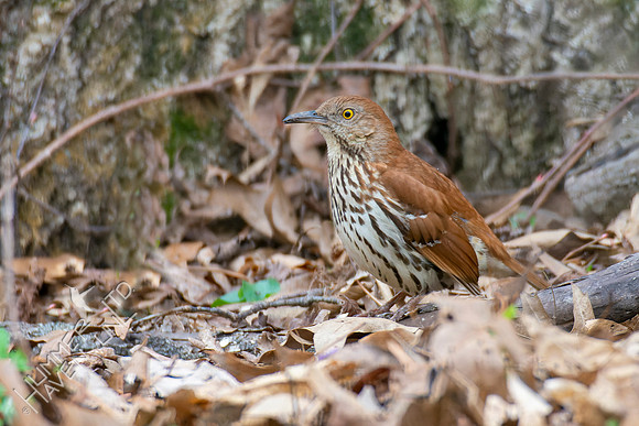 4-15-22 Brown Thrasher