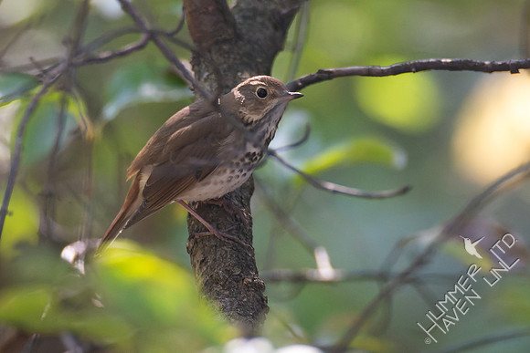 10-11-24 Hermit Thrush