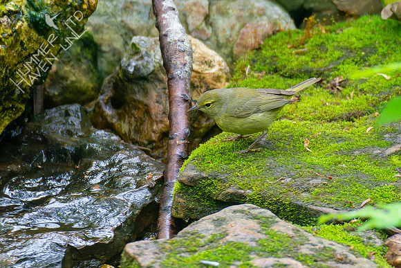 5-3-22 Orange-crowned Warbler